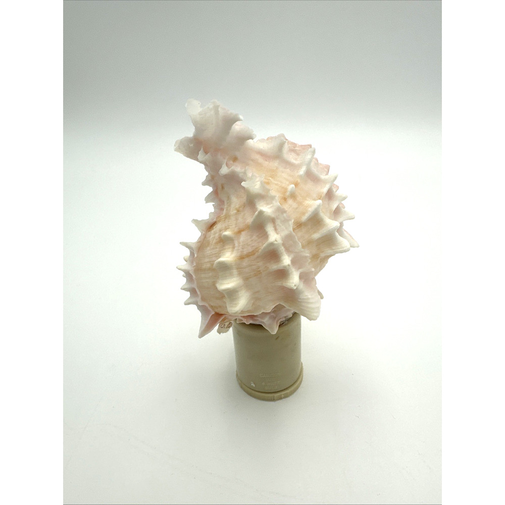 Vintage Pink Conch Shell Night Light Sea Shell Night Lights